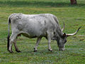 Maremma cattle