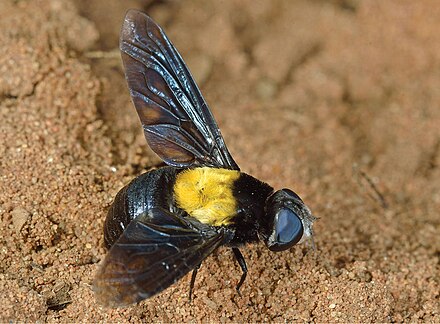 Муха насекомое виды. Муха жужжалка. Экзотические мухи. Мухи нектарофаги. Редкие мухи.