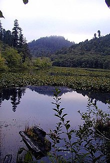 Marshall Pond near the Klamath River, Redwood National, and State parks. Marshall pond.jpg