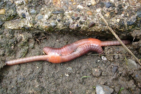 Earthworm copulation