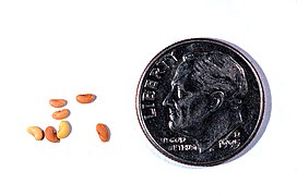 Medicago tenoreana seeds