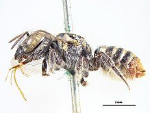 Megachile apicata f.jpg