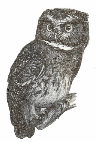 <span class="mw-page-title-main">White-throated screech owl</span> Species of owl