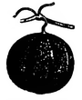 Melon ananas d'Amérique Vilmorin-Andrieux 1883.png