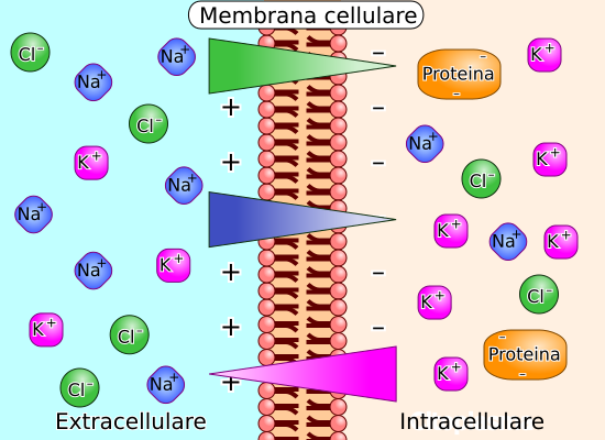 File:Membrane potential ions it.svg