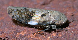 <i>Menosoma</i> Genus of leafhoppers