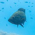 * Nomination Dusky grouper (Epinephelus marginatus), Cabo de Palos, Spain --Poco a poco 07:23, 15 June 2023 (UTC) * Promotion  Support Good quality. --Ermell 15:39, 15 June 2023 (UTC)