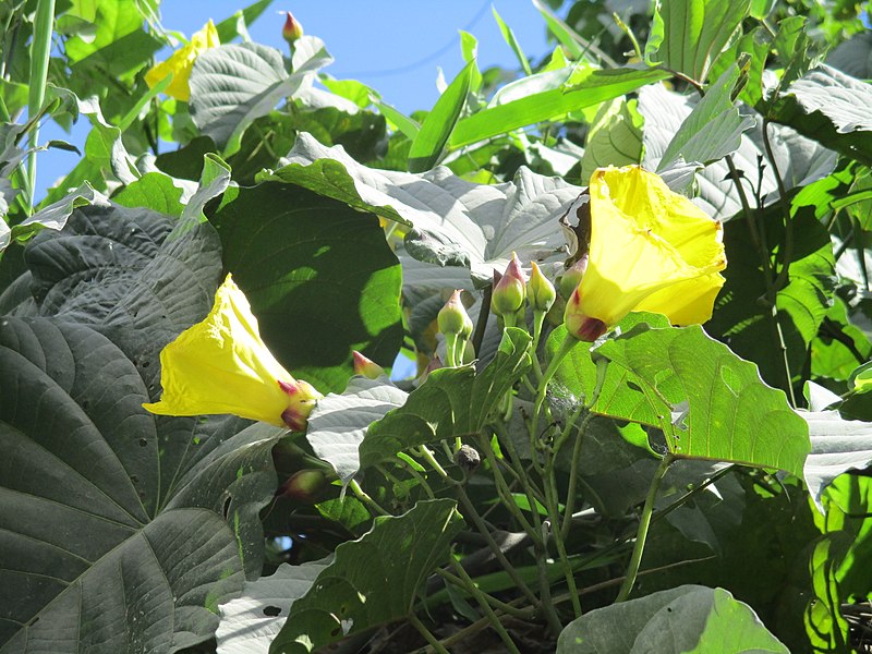 File:Merremia peltata flowers and fruits 1.jpg