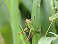 Metrioptera roeselii (Hagenbach, 1822)