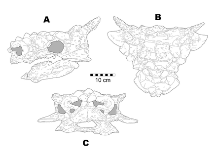 jiangjunmiaosaurus coloring pages