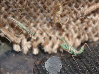 <i>Miomantis binotata</i> species of insect