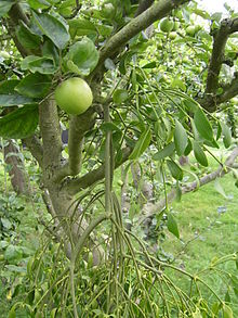 Mistletoe in an apple tree Mistletoe.jpg