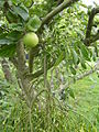 In an apple tree in Essex, England