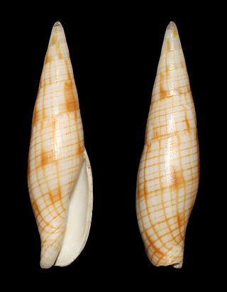 <i>Nebularia dondani</i> Species of gastropod