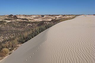 Sandhill A type of ecological community or xeric wildfire-maintained ecosystem