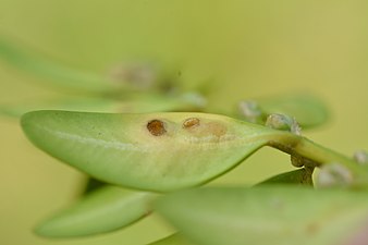 Monarthropalpus buxi (= M. flavus) on Buxus sempervirens