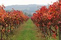 Il Monte visto dai vigneti.