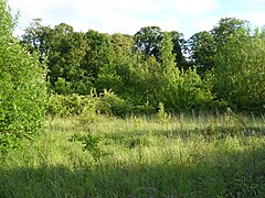 Moreton Hall Community Woods 4.jpg