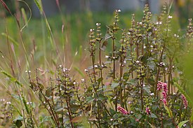 Мосла двупыльниковая (Mosla dianthera)