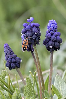 Muscari - Sümbül, Yeniköy 06.jpg