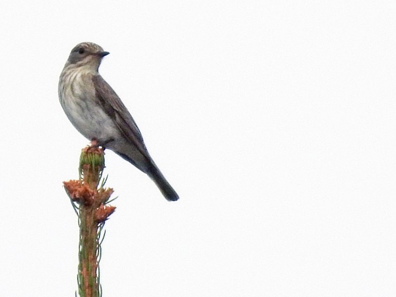 File:Muscicapa striata Serbia 03.jpg