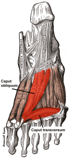 Adductor musculus hallucis.png