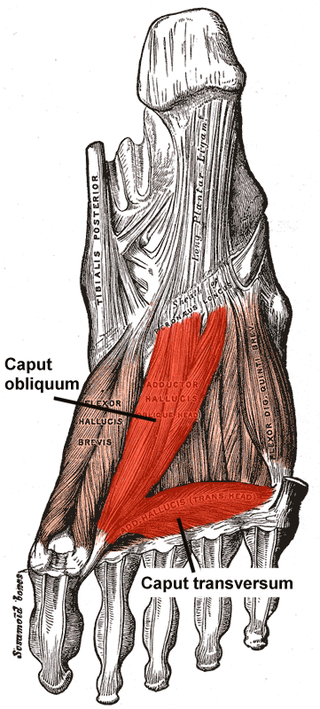 <span class="mw-page-title-main">Adductor hallucis muscle</span> Muscle responsible for adducting the big toe