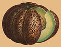 Muskmelon, the largest in cultivation (extract).jpg