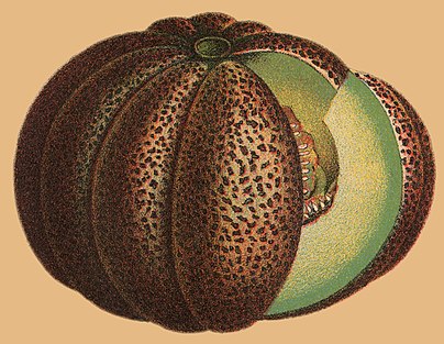 A drawing of a Montréal melon.
