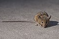 * Nomination A brown rat on 79th Street in New York,NY by User:Scottsegler Great resolution, great cropping --Lallint 12:59, 25 March 2022 (UTC) * Promotion  Support Good quality. --Jakubhal 18:13, 25 March 2022 (UTC)  Comment Lallint, your file description in your nomination should describe what we're looking at, not brag about the quality of the image. That aside, I agree that the sharp head is sufficient for this to be a QI, but only when the COM:OVERCAT is eliminated and the red-linked categories are deleted. -- Ikan Kekek 18:16, 25 March 2022 (UTC)  Info file description and author added --Milseburg 12:20, 26 March 2022 (UTC)