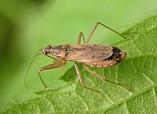 Nabidae Family of true bugs