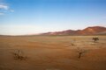 Alberi nel Namib-Naukluft National Park