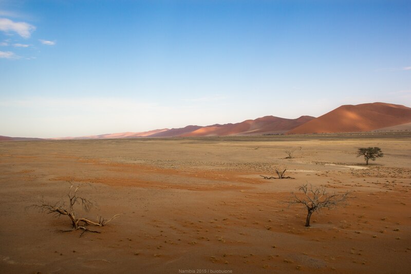 File:Namib-Naukluft National Park Trees.tif