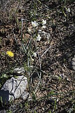 Narcissus dubius (Narcisse douteux)