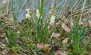 Narcissus tazetta, Agde 04.jpg