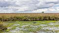 * Nomination Drents-Friese Wold. Location Fochteloërveen. Sphagnum moss growth in the upland moor area. --Agnes Monkelbaan 05:35, 1 December 2020 (UTC) * Promotion  Support Good quality -- Johann Jaritz 05:41, 1 December 2020 (UTC)