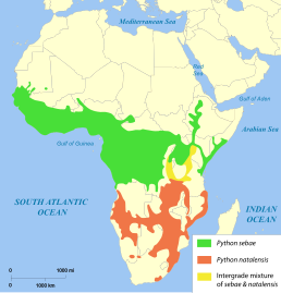 Поширення південноафриканського пітона (окреслено помаранчевим кольором)