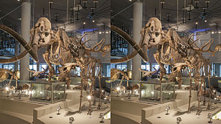 Mammuthus primigenius, tentoonstelling