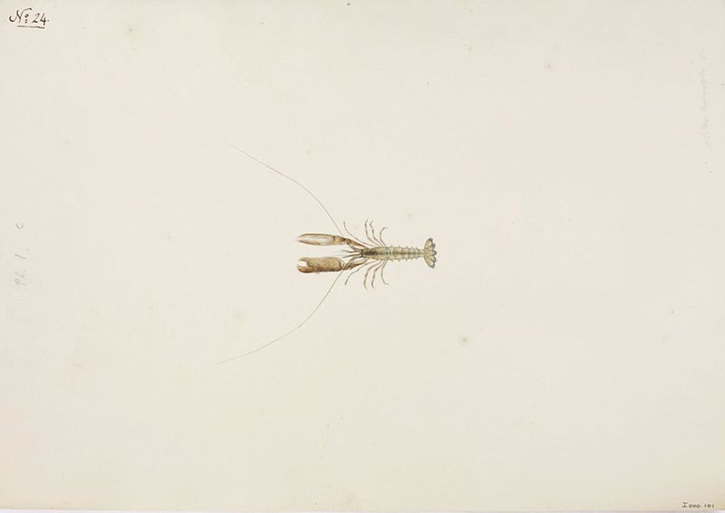 File:Naturalis Biodiversity Center - RMNH.ART.57 - Alpheus brevicristatus - Kawahara Keiga - 1823 - 1829 - Siebold Collection - pencil drawing - water colour.jpeg
