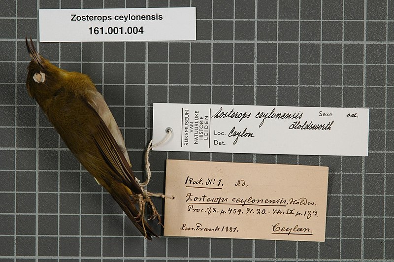 File:Naturalis Biodiversity Center - RMNH.AVES.133118 1 - Zosterops ceylonensis Holdsworth, 1872 - Zosteropidae - bird skin specimen.jpeg