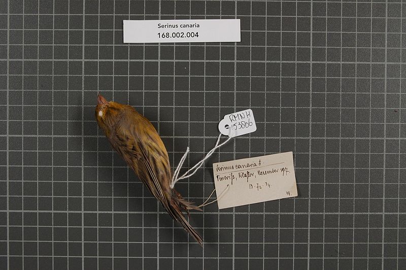 File:Naturalis Biodiversity Center - RMNH.AVES.153806 1 - Serinus canaria (Linnaeus, 1758) - Fringillidae - bird skin specimen.jpeg