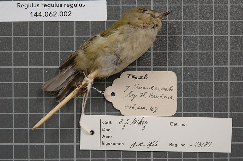 File:Naturalis Biodiversity Center - RMNH.AVES.43184 2 - Regulus regulus regulus (Linnaeus, 1758) - Sylviidae - bird skin specimen.jpeg