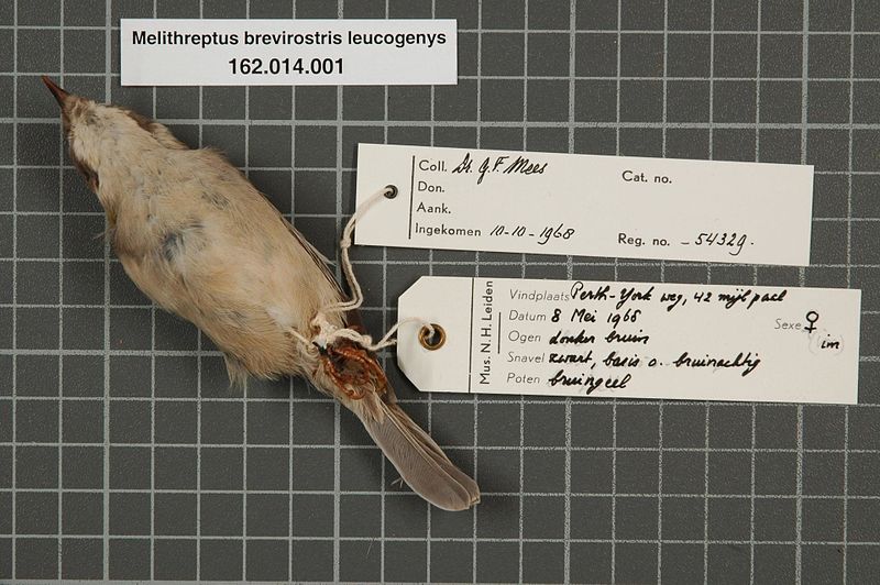 File:Naturalis Biodiversity Center - RMNH.AVES.54329 2 - Melithreptus brevirostris leucogenys Milligan, 1903 - Meliphagidae - bird skin specimen.jpeg