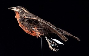 Bildebeskrivelse Naturalis Biodiversity Center - ZMA.AVES.1208 - Sturnella defilippii Bonaparte, 1850 - Icteridae - hudprøve.jpeg.