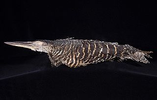 Forest bittern