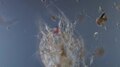 File:Nauplius.webm