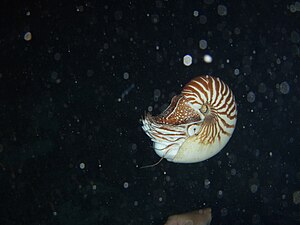 Nautilus macromphalus 1.jpg