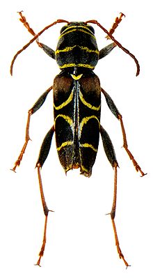 Neoclytus scutellaris (Olivier) .jpg