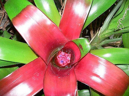 Tập_tin:Neoregelia_compacta2.jpg