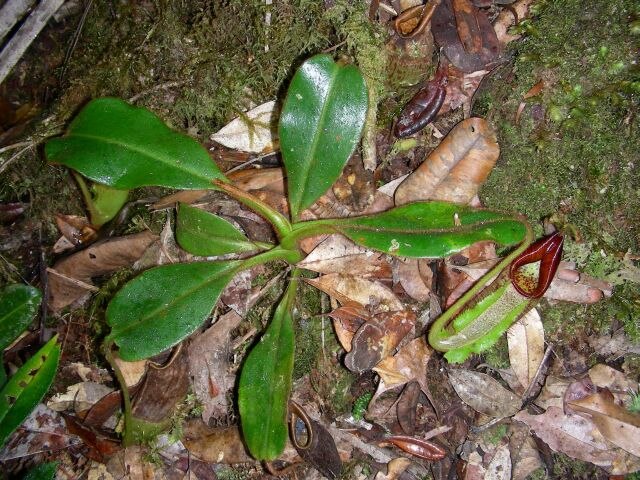 A young rosette plant bearing lower pitchers